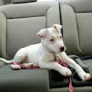 Meet your Posher, Steven